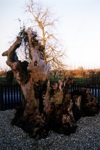The old Elm Tree, regarded as the centre point of the Royal Forest in the grounds of the Stag and Hounds pub.