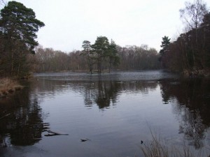 Heath Pool in Finchampstead. Copyright Andrew Smith